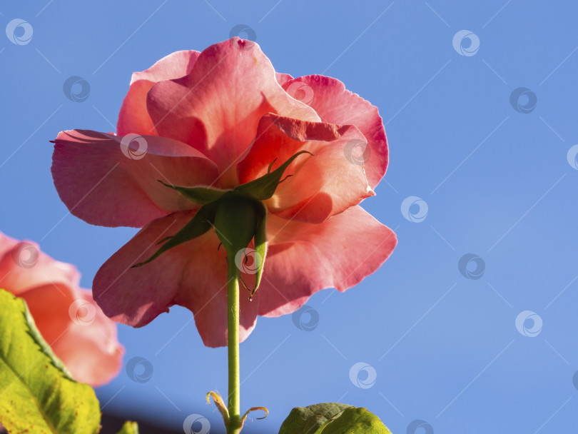 Скачать Красивый розовый бутон розы, снятый снизу, на фоне голубого неба. фотосток Ozero