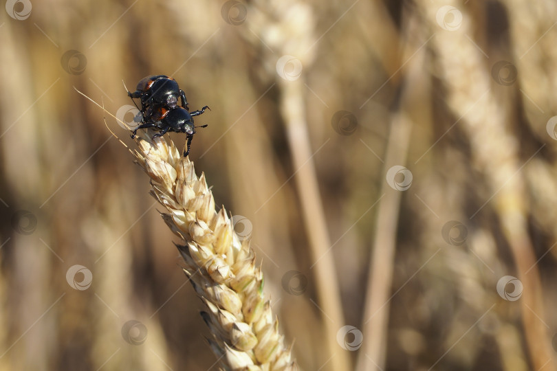Скачать Хлебные жуки (лат.Anisoplia austriaca ) на золотистом колоске фотосток Ozero