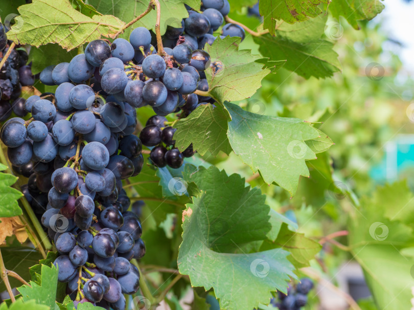 Скачать Спелая гроздь винограда с черно-синими ягодами среди зеленых листьев фотосток Ozero