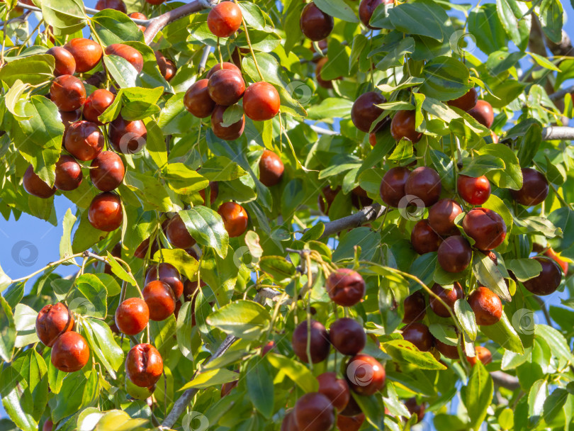 Скачать Спелые сочные ягоды мармелада среди зеленой листвы. Спелый унаби на т фотосток Ozero