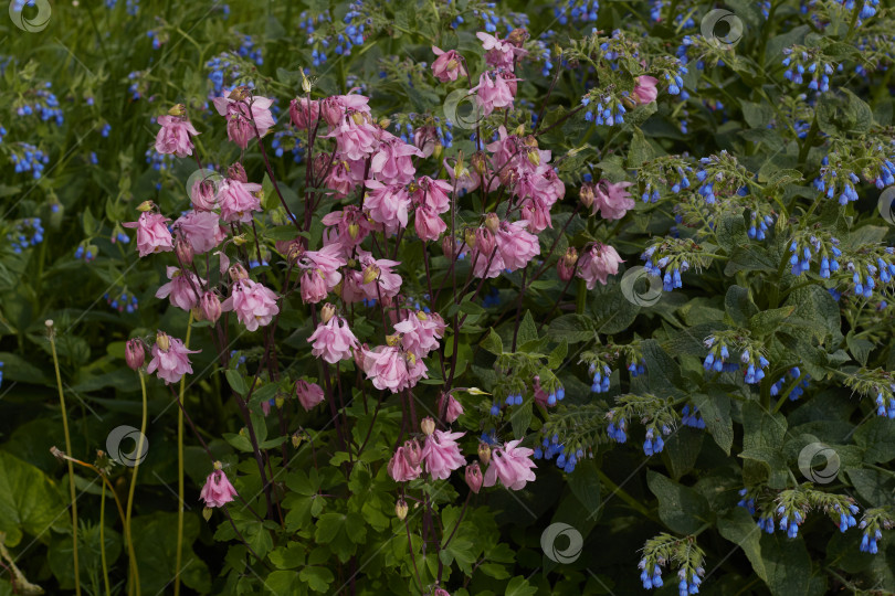 Скачать Фотография распускающихся розовых и голубых цветов в цветнике фотосток Ozero