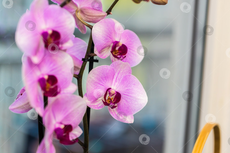 Скачать розовая цветущая орхидея на окне. крупный план. фотосток Ozero