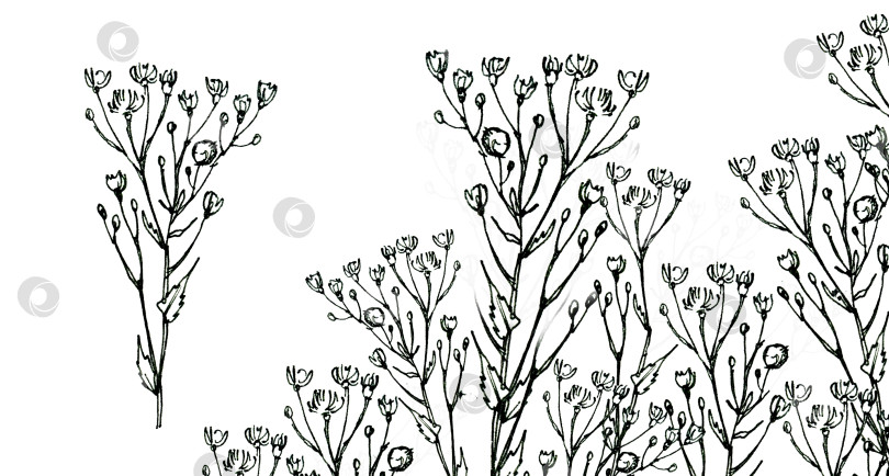Скачать Черно-белый набросок полевого растения тушью. Веточка Sonchus arvensis, винтажная графика. фотосток Ozero