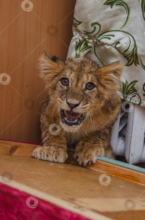 Скачать портрет прекрасного львенка фотосток Ozero