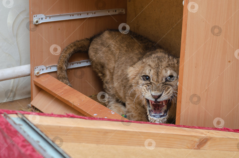 Скачать портрет красивого хищного львенка фотосток Ozero