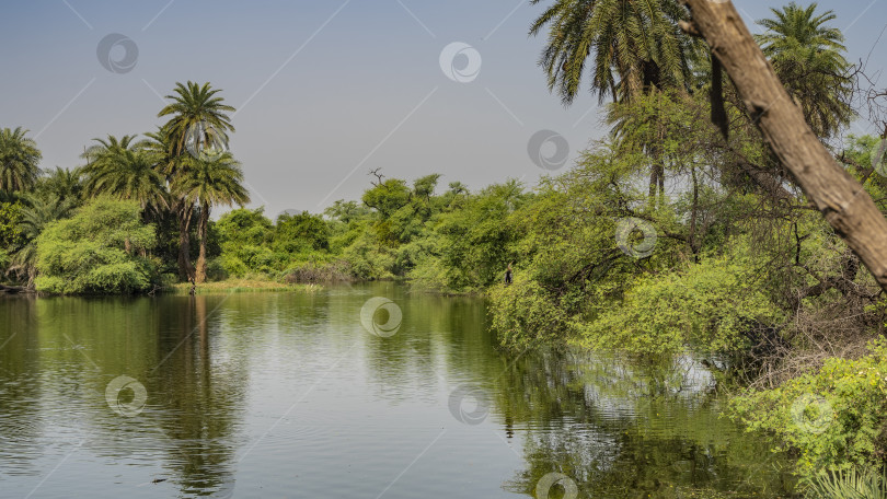 Скачать На берегу спокойного озера растут заросли зеленых кустарников, пальм. фотосток Ozero