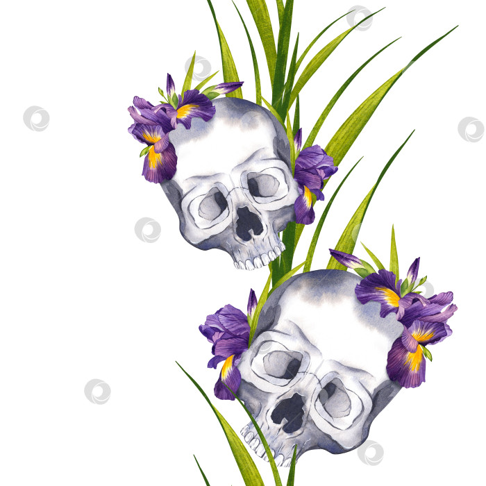 Скачать Бесшовный узор из человеческих черепов с цветами. Пурпурные ирисы и трава. Акварельная иллюстрация для оформления Хэллоуина. День мертвых. фотосток Ozero