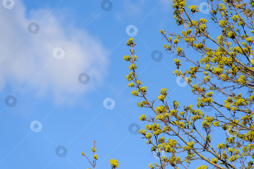 Скачать Ветви деревьев с зелеными листьями на фоне голубого неба фотосток Ozero