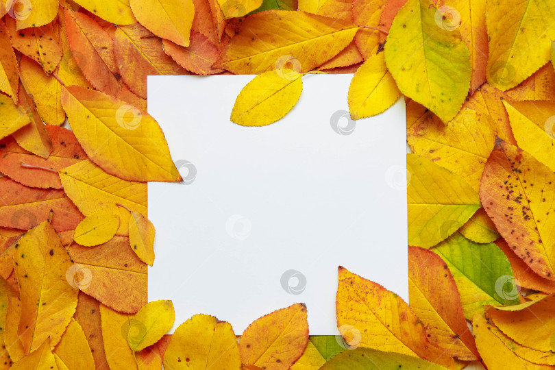 Скачать Пустая карточка из белой бумаги в рамке с осенними листьями крупным планом, вид сверху для текста, место для копирования фотосток Ozero