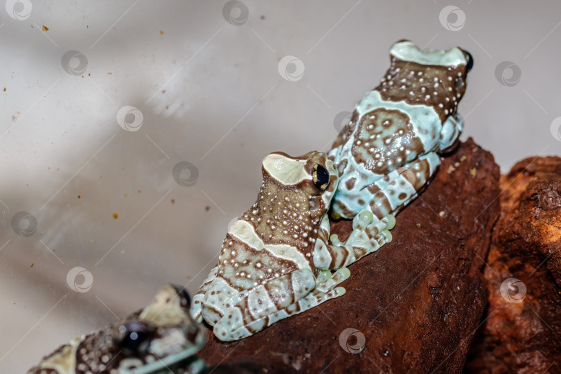 Скачать лягушка-арлекин древесная лягушка в террариуме. крупный план. макрос. фотосток Ozero
