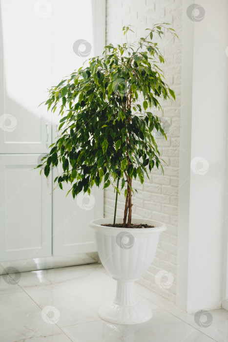 Скачать Фикус Бенджамина - крупное зеленое комнатное растение с длинным стеблем в белом горшке. фотосток Ozero