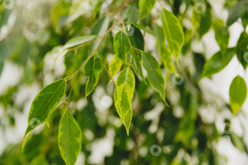 Скачать зеленые листья комнатного растения Фикус Бенджамина крупным планом. фотосток Ozero