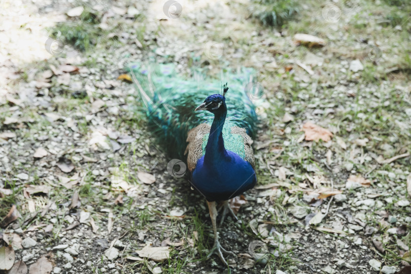 Скачать Голубой павлин, обыкновенный павлин Pavo cristatus. Прекрасный павлин бродит по парку. фотосток Ozero