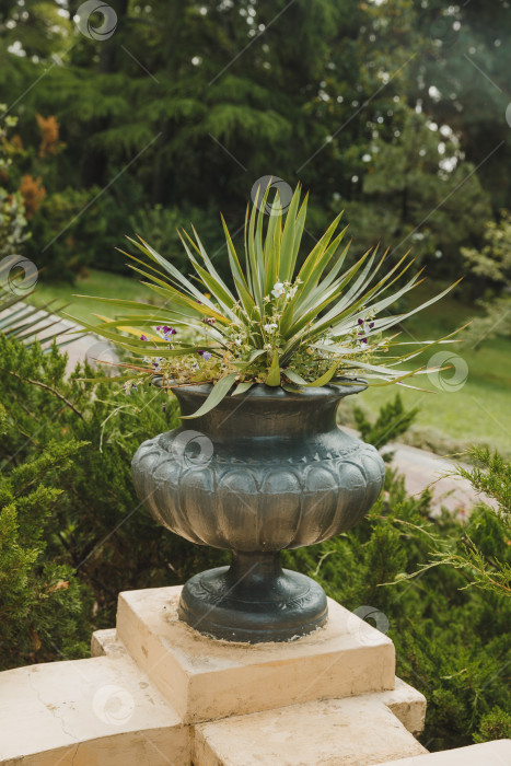 Скачать Красивая пальма Chamaerops humilis, европейская веерная или средиземноморская карликовая пальма. Дендрарий (Адлер) Сочи. Крупный план роскошных листьев в парке фотосток Ozero