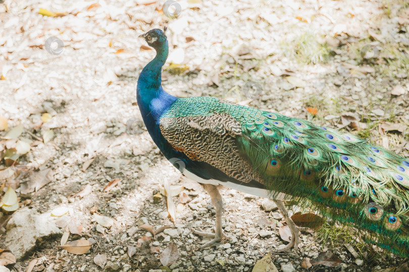 Скачать Голубой павлин, обыкновенный павлин Pavo cristatus. Прекрасный павлин бродит по парку. фотосток Ozero