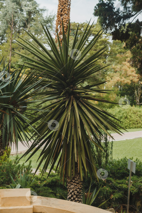 Скачать Красивая пальма Chamaerops humilis, европейская веерная или средиземноморская карликовая пальма. Дендрарий (Адлер) Сочи. Крупный план роскошных листьев в парке фотосток Ozero