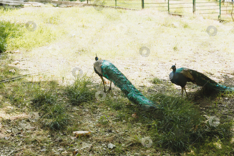 Скачать Голубой павлин, обыкновенный павлин Pavo cristatus. Прекрасный павлин бродит по парку. фотосток Ozero