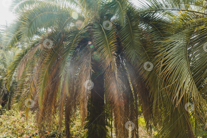 Скачать Красивая пальма Chamaerops humilis, европейская веерная или средиземноморская карликовая пальма. Дендрарий (Адлер) Сочи. Крупный план роскошных листьев в парке фотосток Ozero