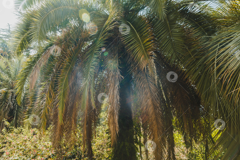 Скачать Красивая пальма Chamaerops humilis, европейская веерная или средиземноморская карликовая пальма. Дендрарий (Адлер) Сочи. Крупный план роскошных листьев в парке фотосток Ozero