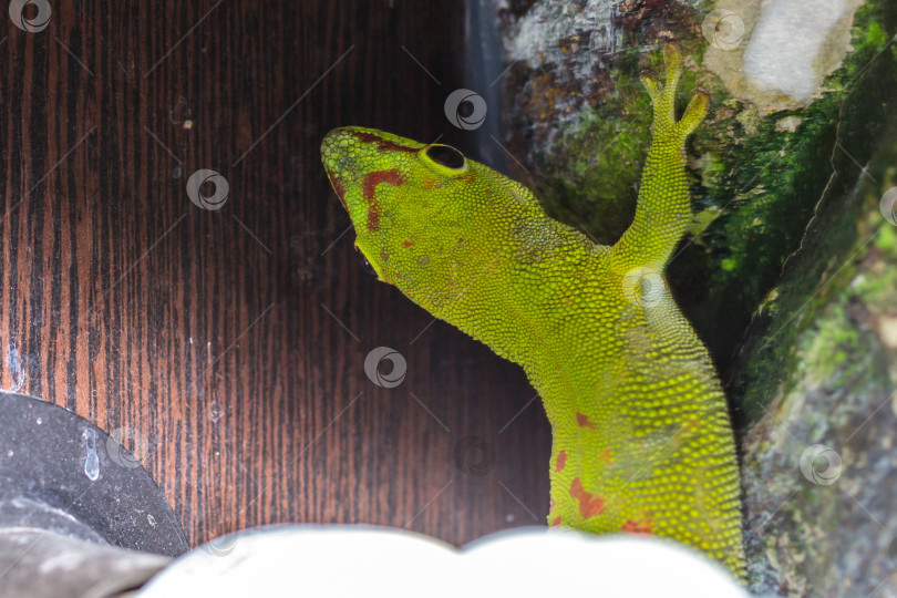 Скачать Мадагаскарский дневной геккон в террариуме. крупный план. макрос. фотосток Ozero