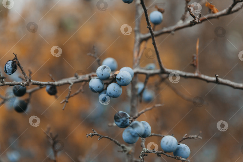 Скачать Очередь. колючий куст. полностью созревший терновник. фотосток Ozero