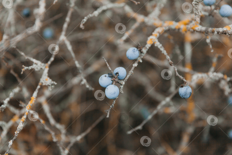 Скачать Очередь. колючий куст. полностью созревший терновник. фотосток Ozero