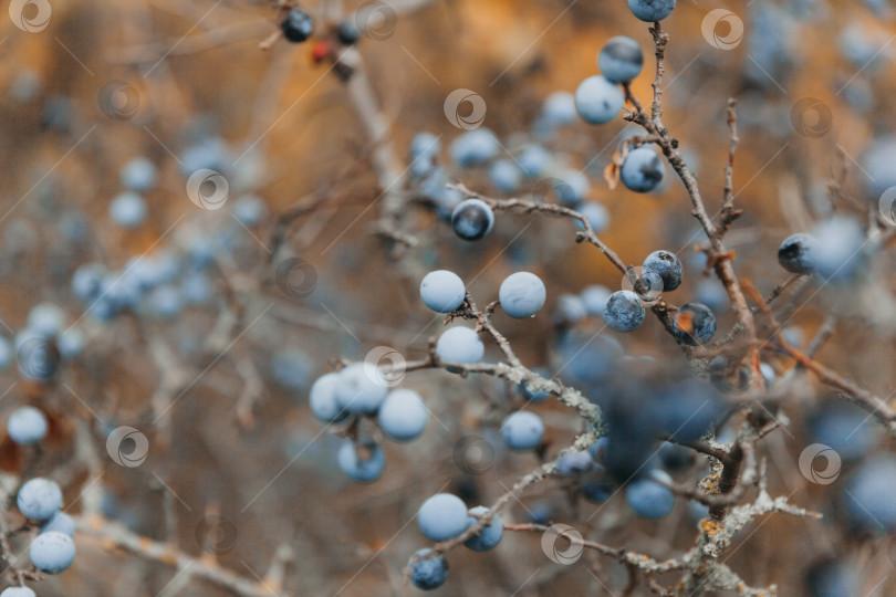 Скачать Очередь. колючий куст. полностью созревший терновник. фотосток Ozero