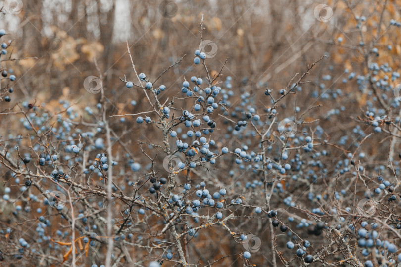 Скачать Очередь. колючий куст. полностью созревший терновник. фотосток Ozero