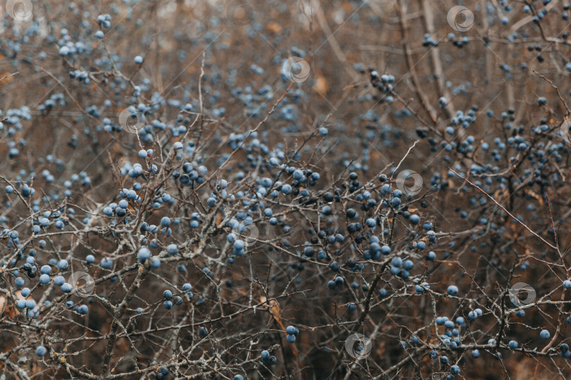 Скачать Очередь. колючий куст. полностью созревший терновник. фотосток Ozero