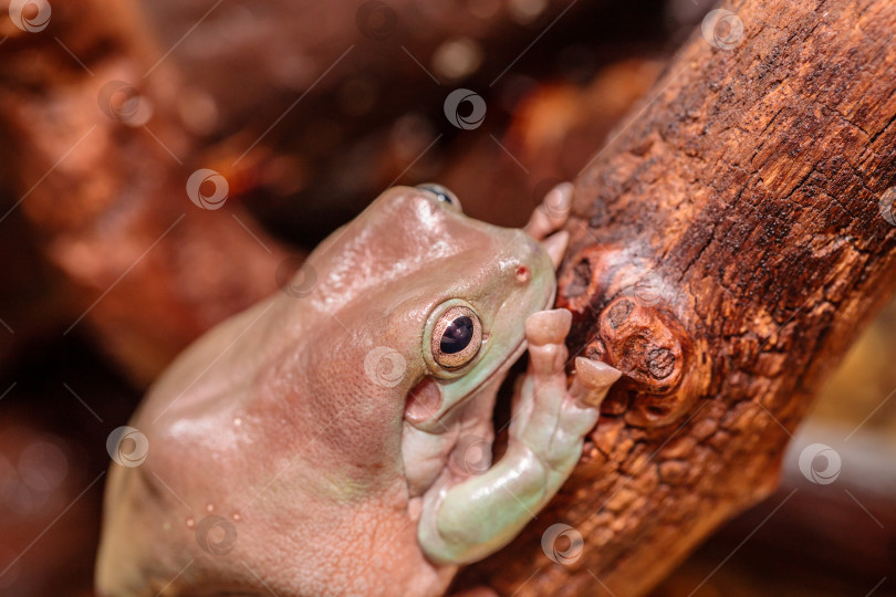 Скачать древесная лягушка в террариуме. крупный план. макрос. фотосток Ozero