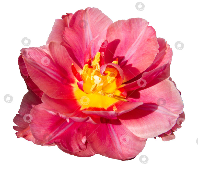 Скачать Крупный план раскрытого бутона тюльпана с элегантными розовыми лепестками, изолированными друг от друга  фотосток Ozero