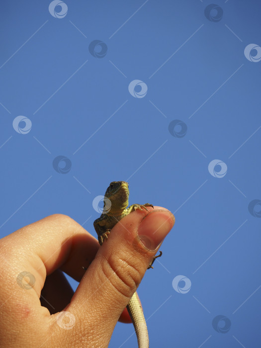 Скачать Маленькая ящерица сидит на пальце на фоне голубого неба. Пустое пространство фотосток Ozero