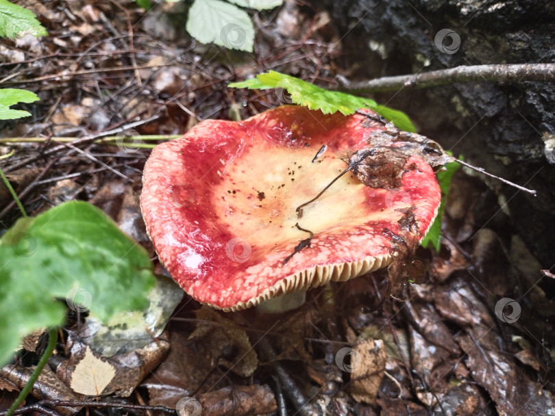 Скачать Красный гриб сыроежка в летнем лесу после дождя частично под упавшей листвой фотосток Ozero