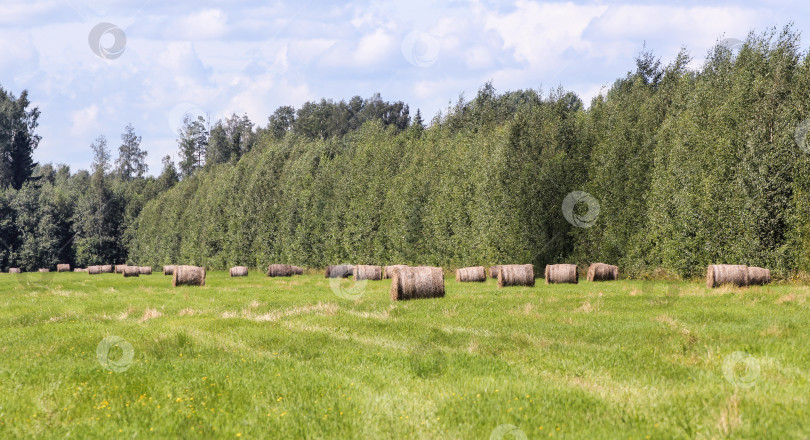 Скачать Рулоны сена на лесном поле. фотосток Ozero