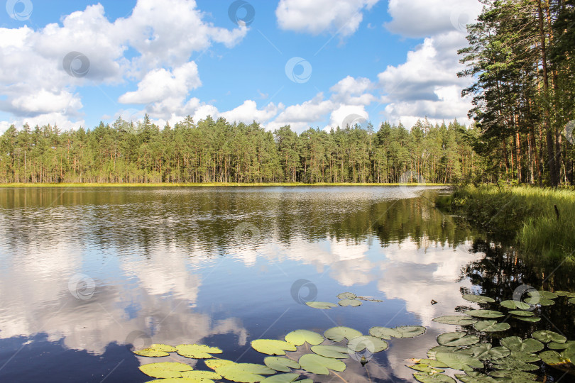 Скачать Пляж Лесного озера. фотосток Ozero