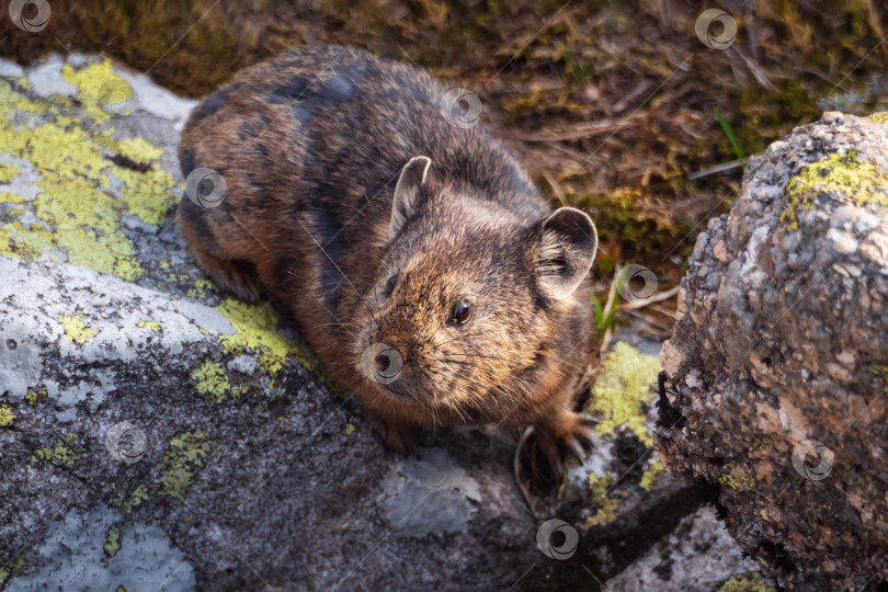 Скачать Портрет забавной пищухи Ochotona collaris, сидящей на скале на Алтае фотосток Ozero