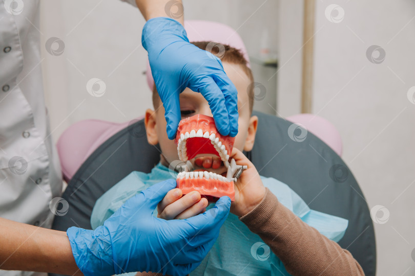 Скачать Счастливый маленький мальчик изучает анатомию человеческих зубов, держа в руках модель зубов в кабинете стоматолога. зубной протез фотосток Ozero