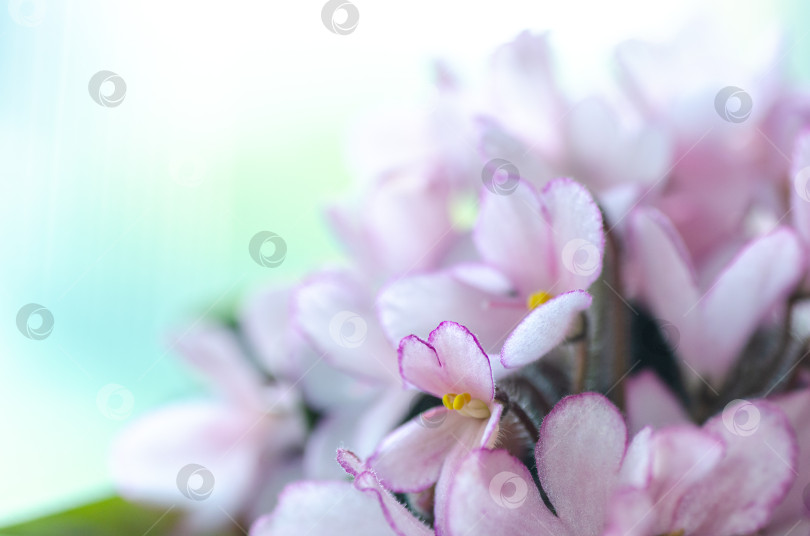 Скачать Горизонтальный цветочный фон с цветущими сенполиями, мини-растением в горшке. Светлый фон. Избирательный фокус фотосток Ozero