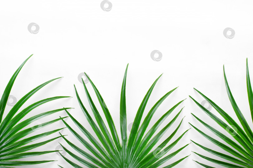 Скачать Макет с зелеными пальмовыми листьями на белом фоне с пробелом для копирования. фотосток Ozero