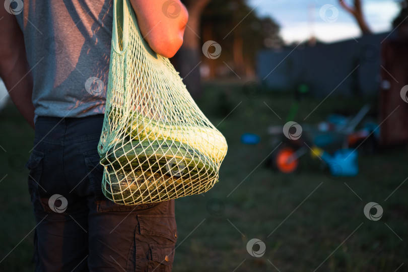 Скачать Кабачки в сетчатом пакете на грядке в руках фермера на дачном участке с фермерским хозяйством. Экологически чистый урожай, экологичный фотосток Ozero