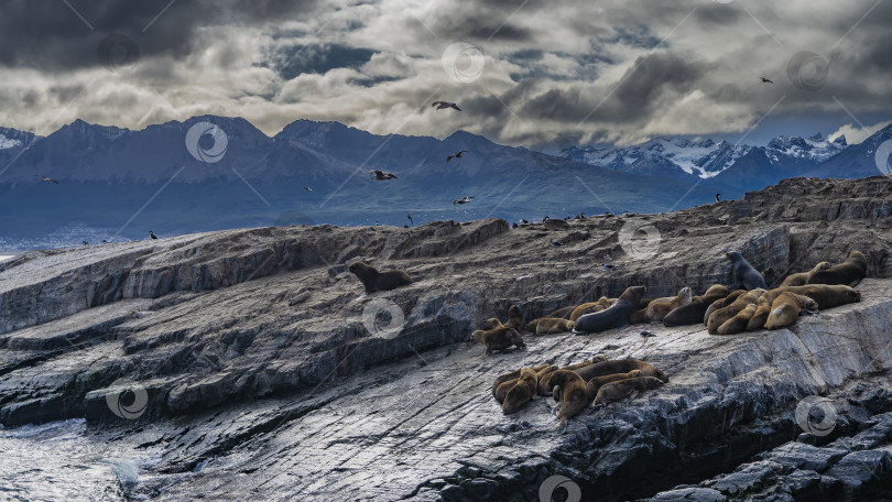 Скачать Колония морских львов отдыхает на склоне скалистого островка. фотосток Ozero