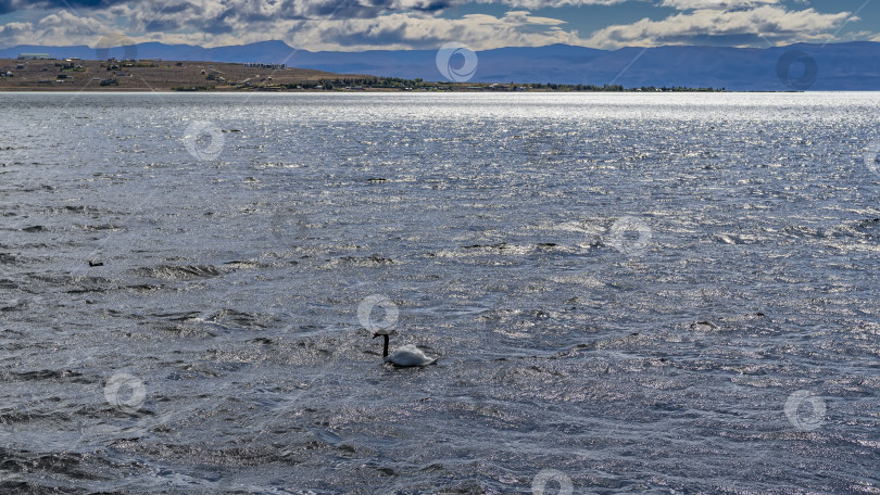 Скачать Одинокий лебедь с черной шеей Cygnus melancoryphus плывет по голубому озеру. фотосток Ozero