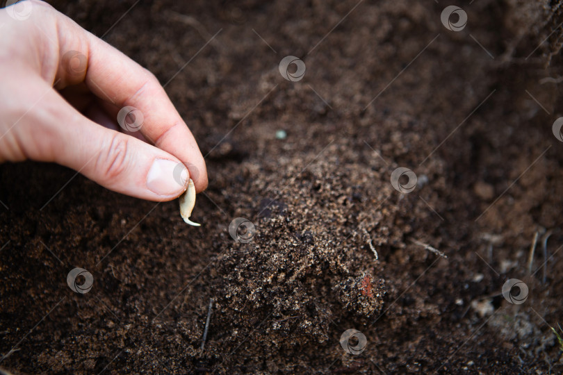 Скачать Проросшее семя в руке над слоем почвы - это весенняя посадка семян овощей и цветов в открытый грунт. фотосток Ozero