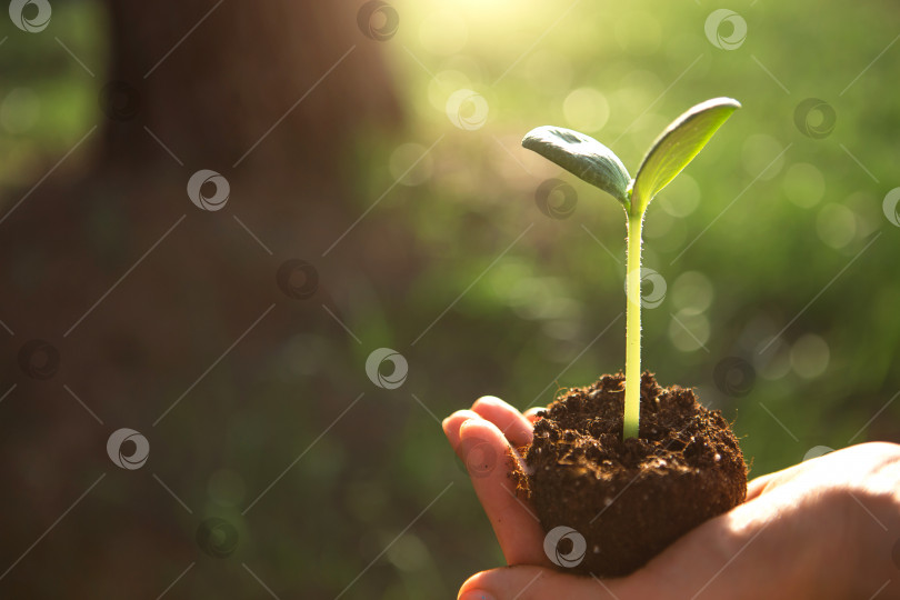 Скачать Молодой зеленый росток в руках в свете солнца на фоне большого дерева. Натуральные саженцы, экологически чистые, новая жизнь. Концепция - большое начинается с малого, развитие, покой, забота, высота. Пространство для копирования фотосток Ozero