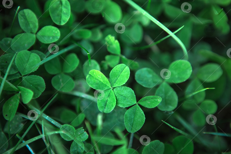 Скачать Зеленые листья клевера крупным планом в траве. Естественный узор, фон. День Святого Патрика фотосток Ozero