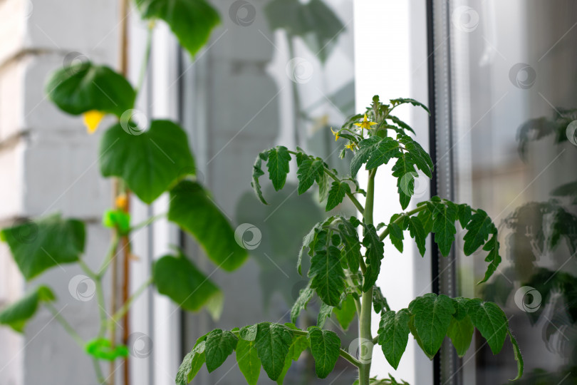Скачать Растение томатов в цвету на застекленном балконе. Выращивание самоопыляющихся овощей в домашних условиях. фотосток Ozero