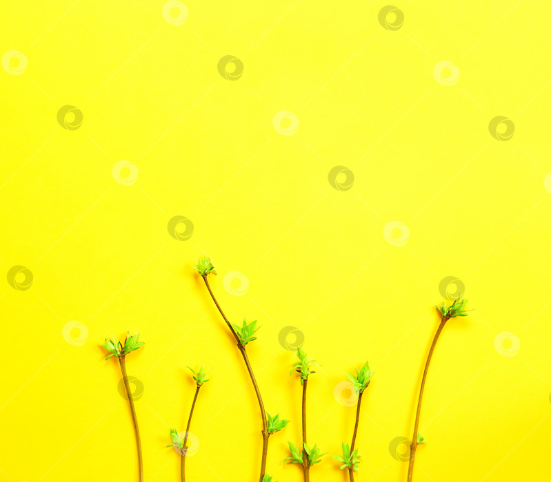 Скачать Нежные маленькие листочки из раскрытых почек на ветвях-ростки на желтом фоне. Весна, начало новой жизни. Пространство для копирования фотосток Ozero