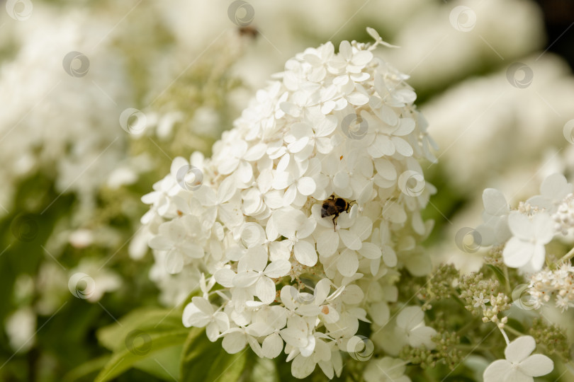 Скачать Цветущий сорт белой гортензии метельчатой (Hydrangea paniculata) в летнем саду. фотосток Ozero