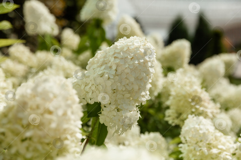 Скачать Цветущий сорт белой гортензии метельчатой (Hydrangea paniculata) в летнем саду. фотосток Ozero