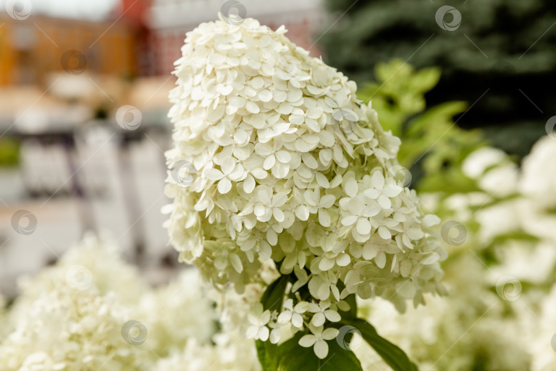 Скачать Цветущий сорт белой гортензии метельчатой (Hydrangea paniculata) в летнем саду. фотосток Ozero